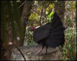 Turkey in the birdbath