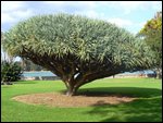 Tree in the Botanical Gardens