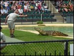 Crocodile feeding