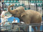 Elephant feeding