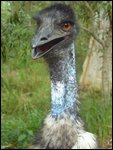 Hello Emu!