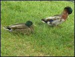 Two cute ducks