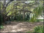 Lazy trees in Botanical Gardens