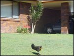 Bush Turkey on our front lawn