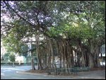 Giant Fig tree