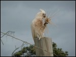 Cockatoo eating wheat grass