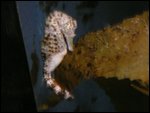 Sea Horse