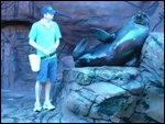 Sea Lions