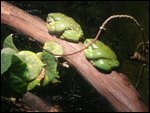 Tree Frogs