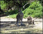 Kim and friend - Kangaroos on the Golf course