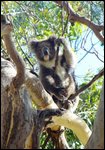 There were tons (cuddles!) of wild koalas