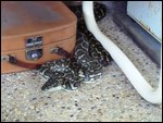 2 meter carpet python in our sunroom