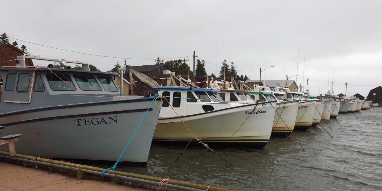 Fishing boats lined up