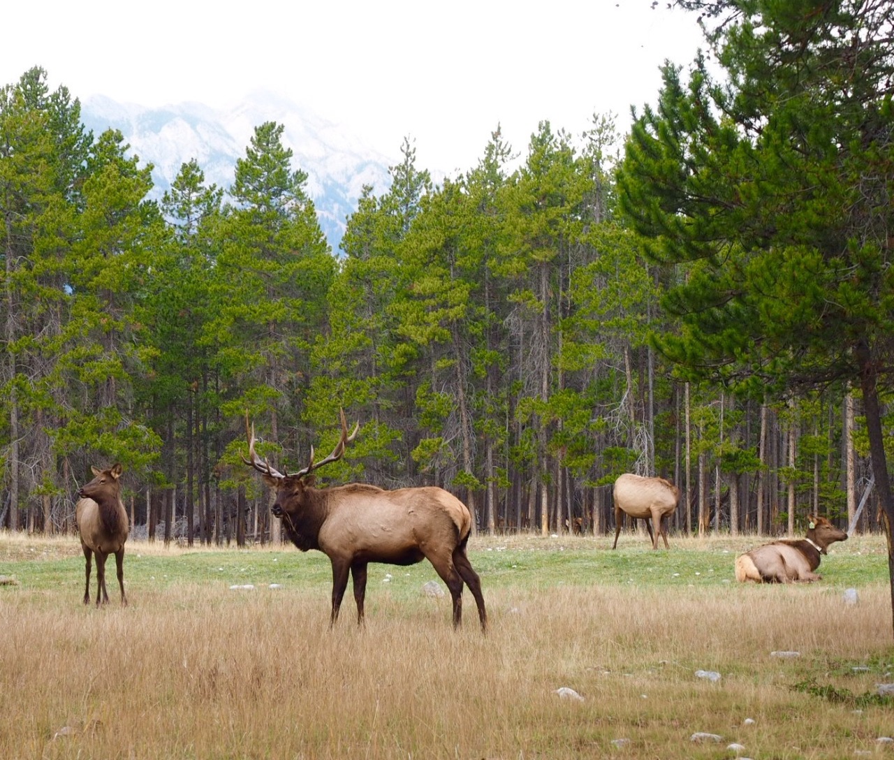 Herd of Elk