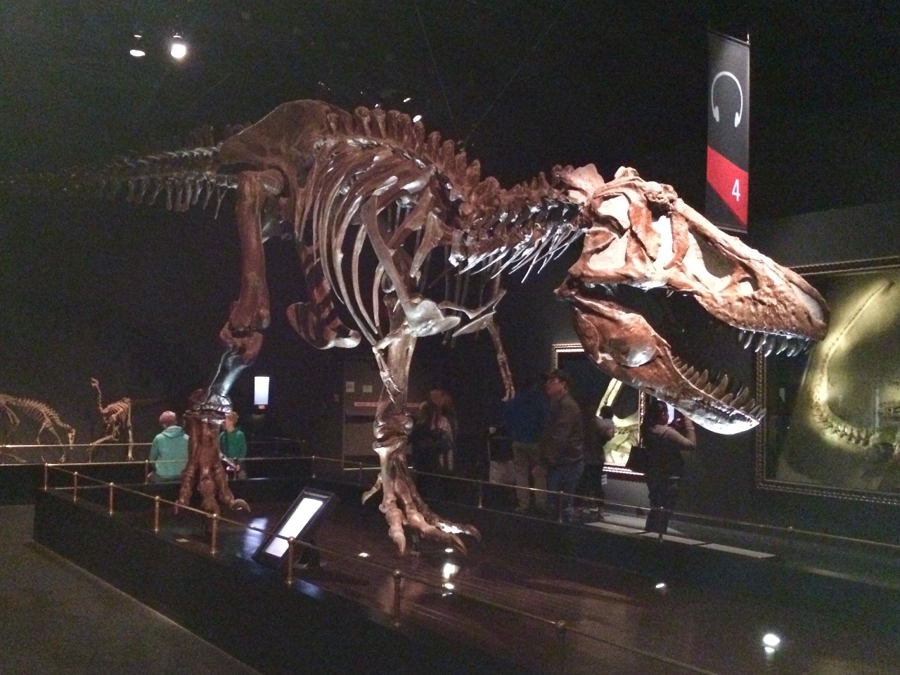 Tyrannosaur skeleton