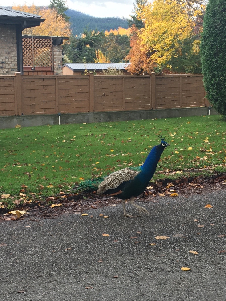 Rogue Peacock in Naramata