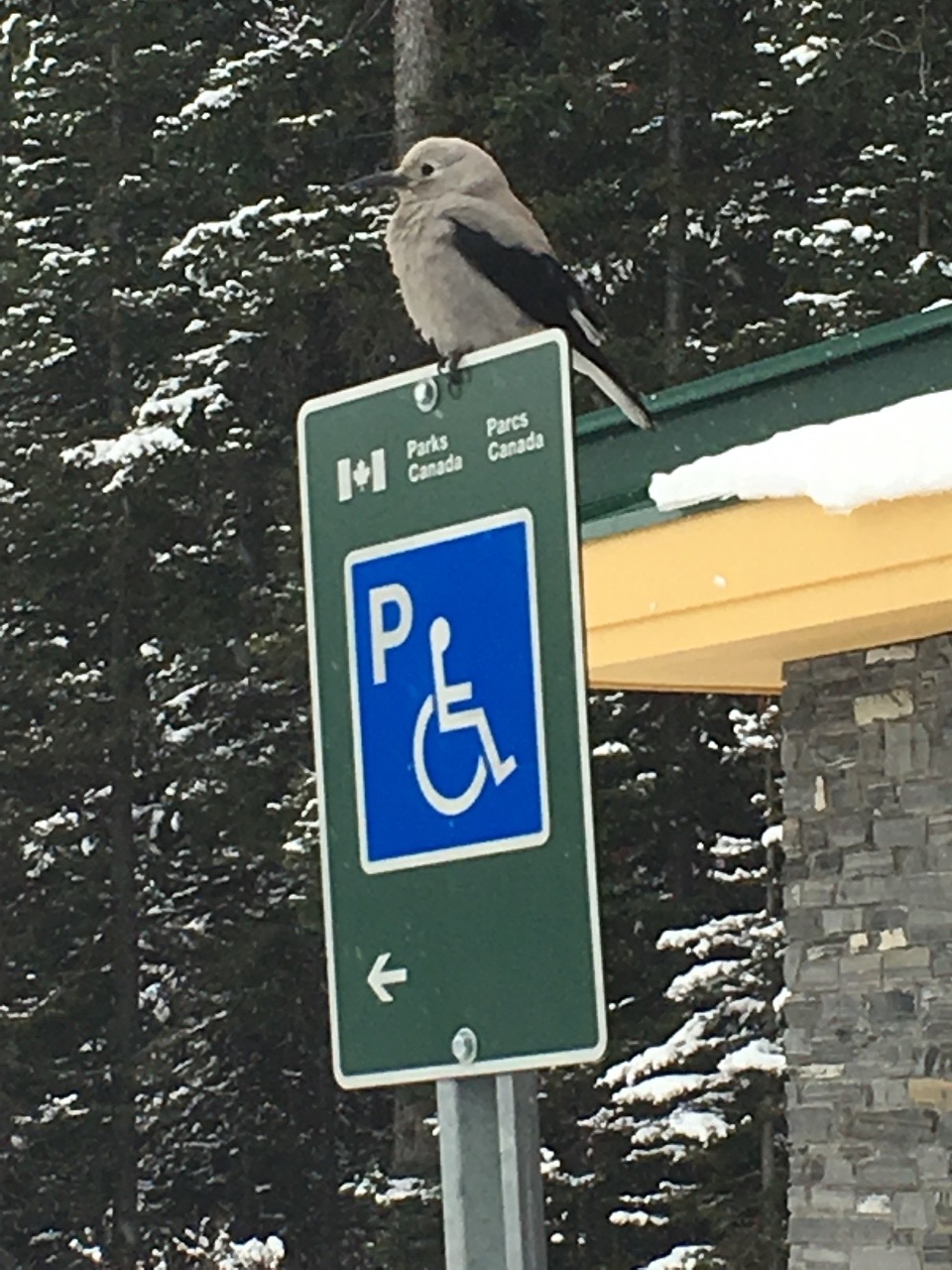 This bird is called a 'Clark's Nutcracker'