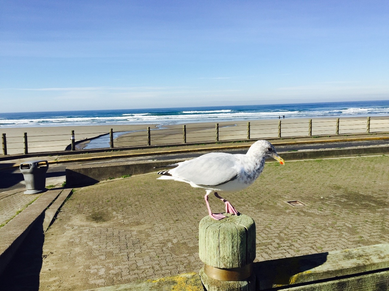 Jonathan Livingstons Seagull?