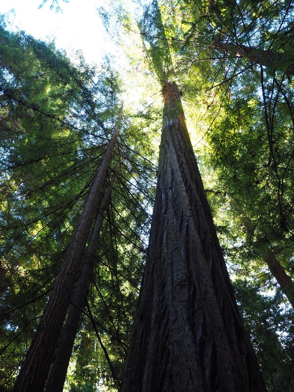 Avenue of the Giants