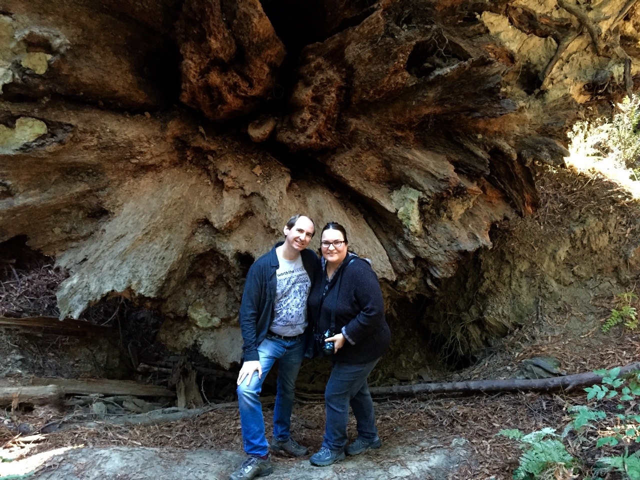 Fallen redwood