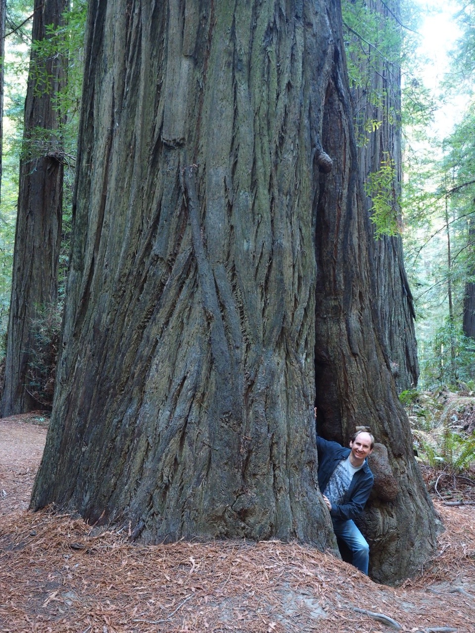 Giant redwood tree