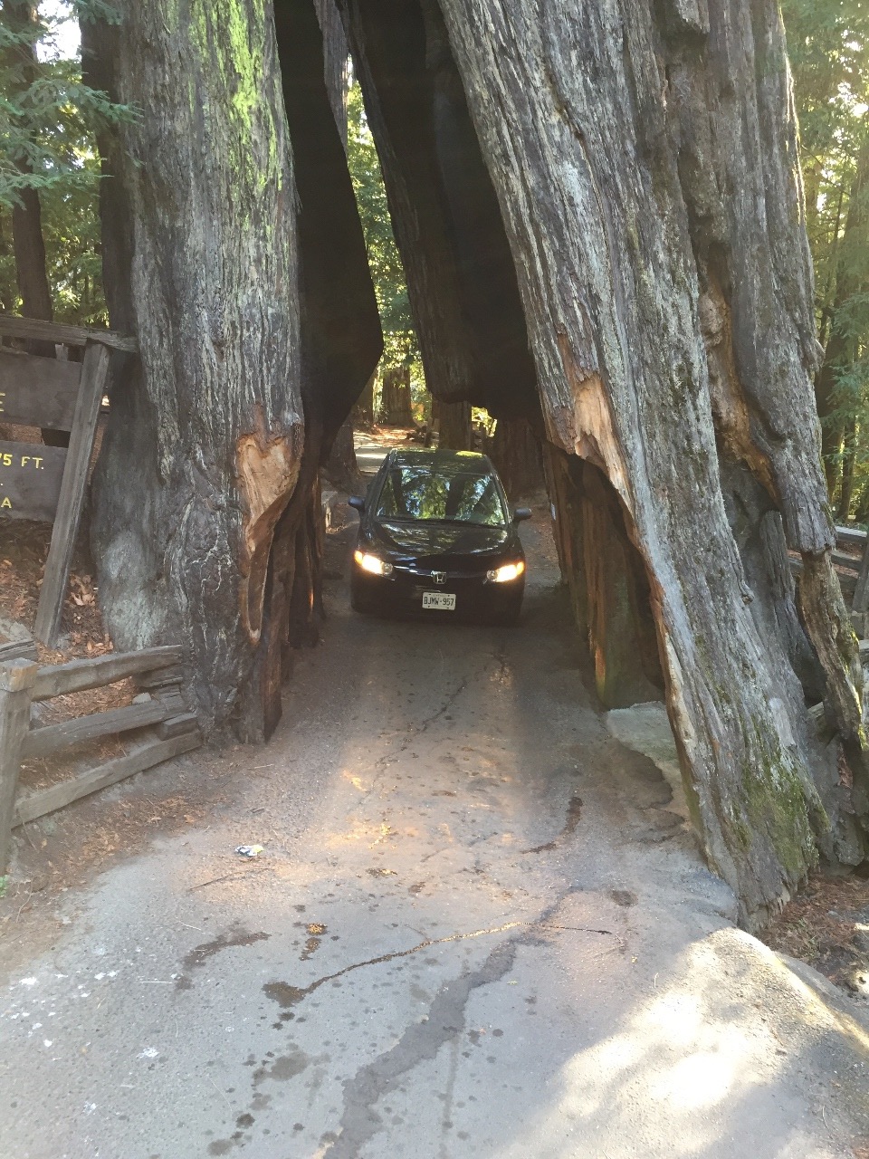 Just us driving through a tree...