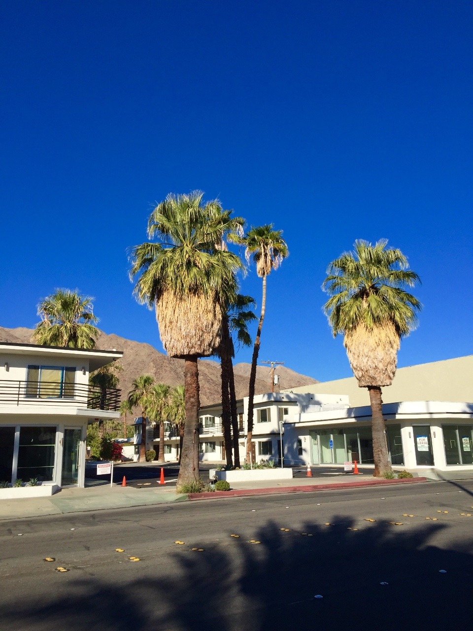 Palm Springs trees with posh hair salon cuts