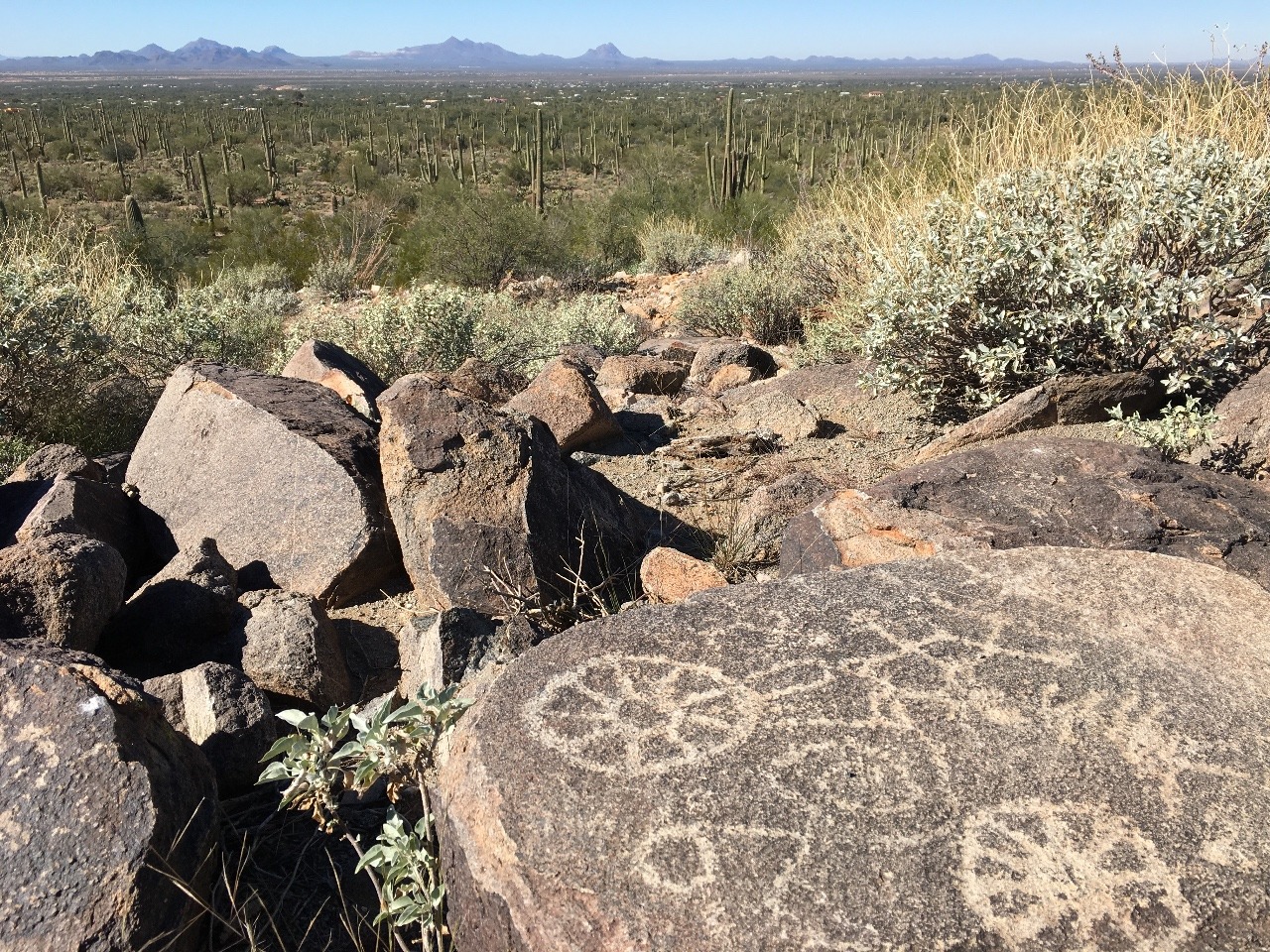 Petroglyphs overlooking Saguaro forest