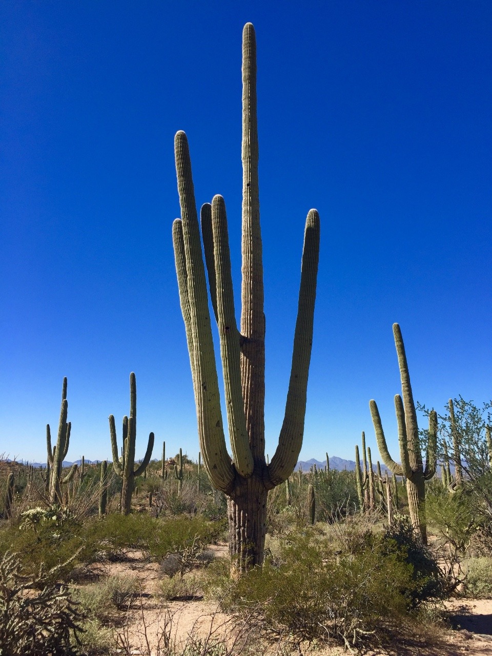 Saguaro Cacti are so majestic