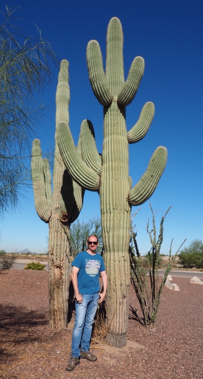 Saguaro Cacti are very tall!