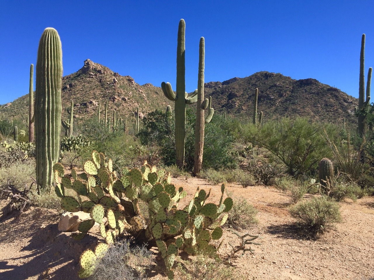 Saguaro Cacti can look so animated!