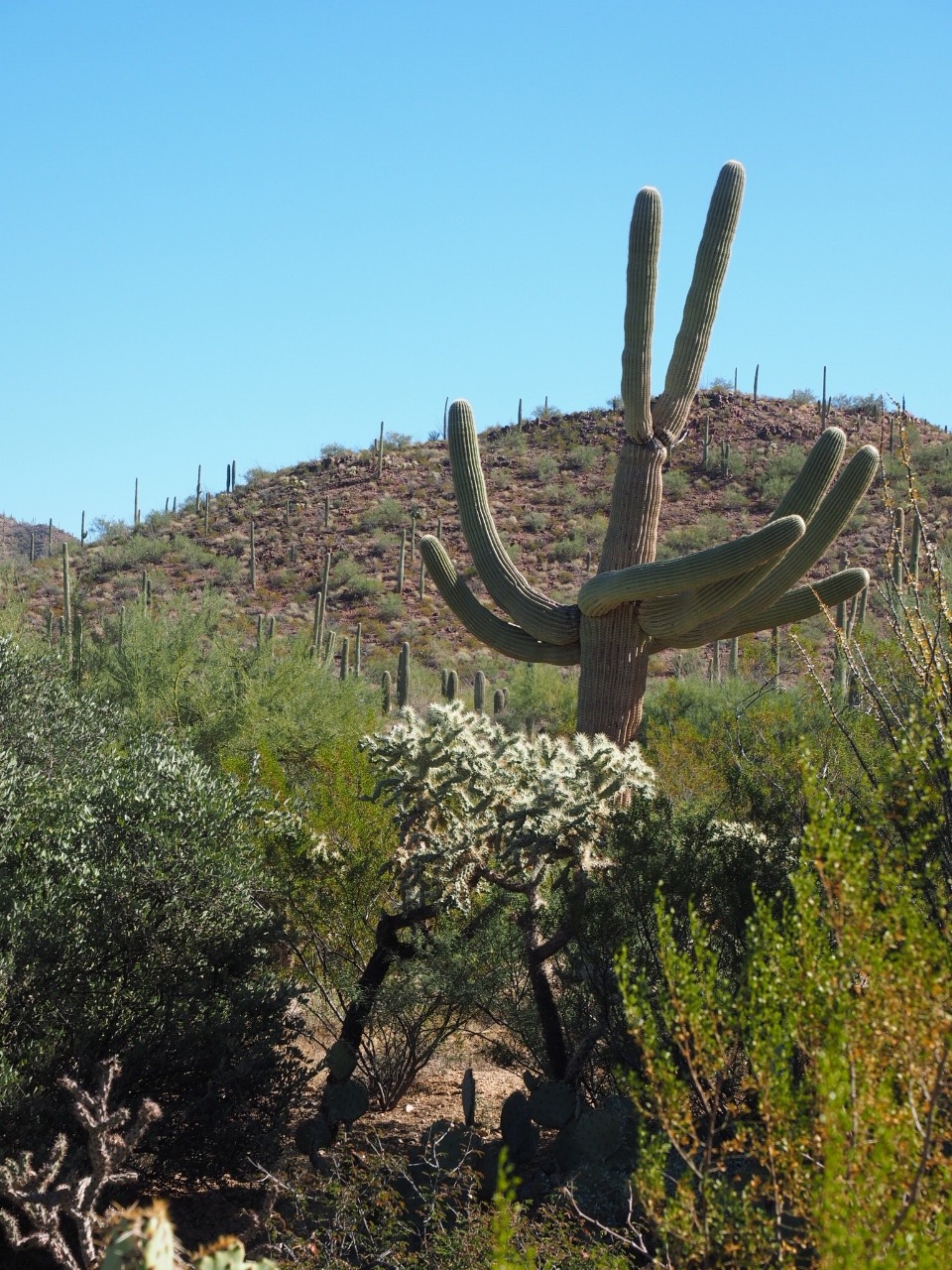 Saguaro Cactus greeting us at Desert Museum