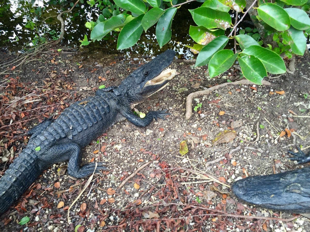 Alligators in the Everglades