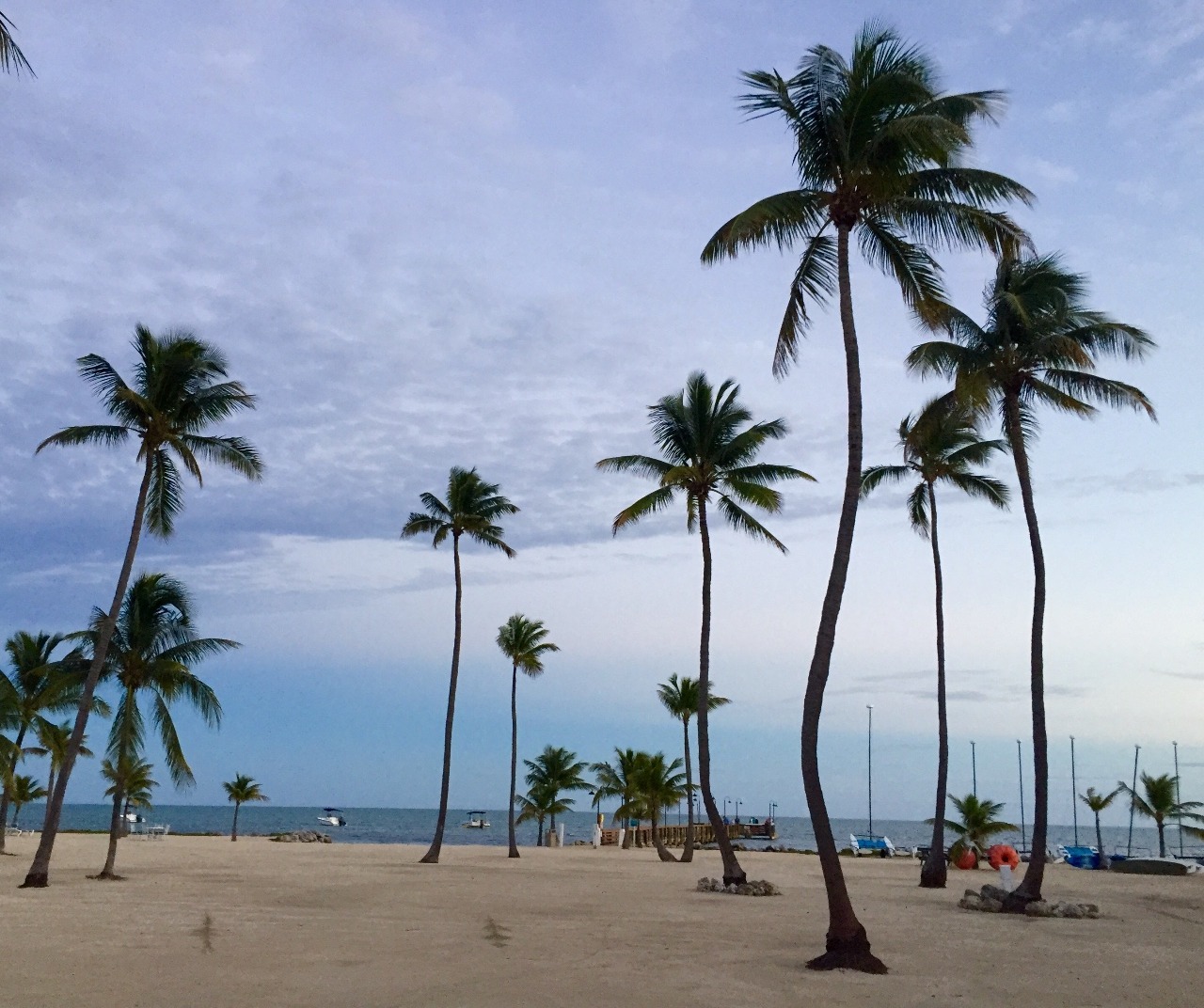 Palm Trees on the Beach