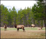 Herd of Elk