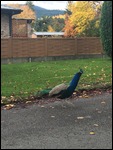 Rogue Peacock in Naramata