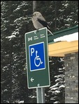 This bird is called a 'Clark's Nutcracker'