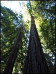 Avenue of the Giants