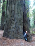 Giant redwood tree