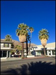 Palm Springs trees with posh hair salon cuts