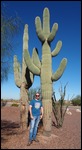 Saguaro Cacti are very tall!