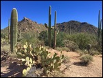 Saguaro Cacti can look so animated!