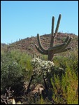 Saguaro Cactus greeting us at Desert Museum