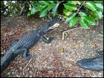 Alligators in the Everglades