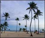 Palm Trees on the Beach