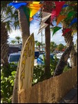 Surf Boards and Palm Trees